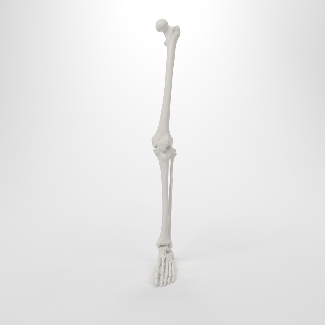leg skeleton 3d c4d https://p.turbosquid.com/ts-thumb/5b/Nly5Wi/yME4ptdm/turntableleg_0000.jpgbca856adfc1841708c125501d496ecb4zoom/jpg/1372632494/1920x1080/turn_fit_q99/9c17f35d55d13e217d6120212d802225a741b79e/turntableleg_0000.jpgbca856adfc1841708c125501d496ecb4zoom-1.jpg