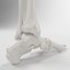 Skeleton Leg