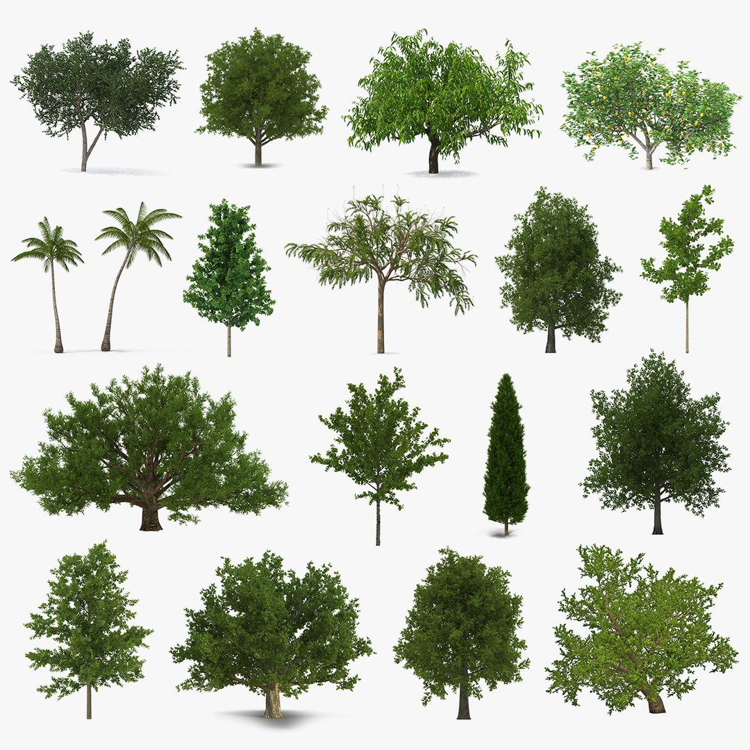 Summer Trees Collection 6