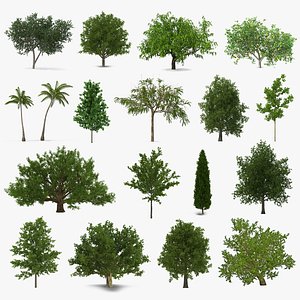 3D summer trees 6 model