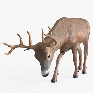 White Tailed Deer Rigged For Blender
