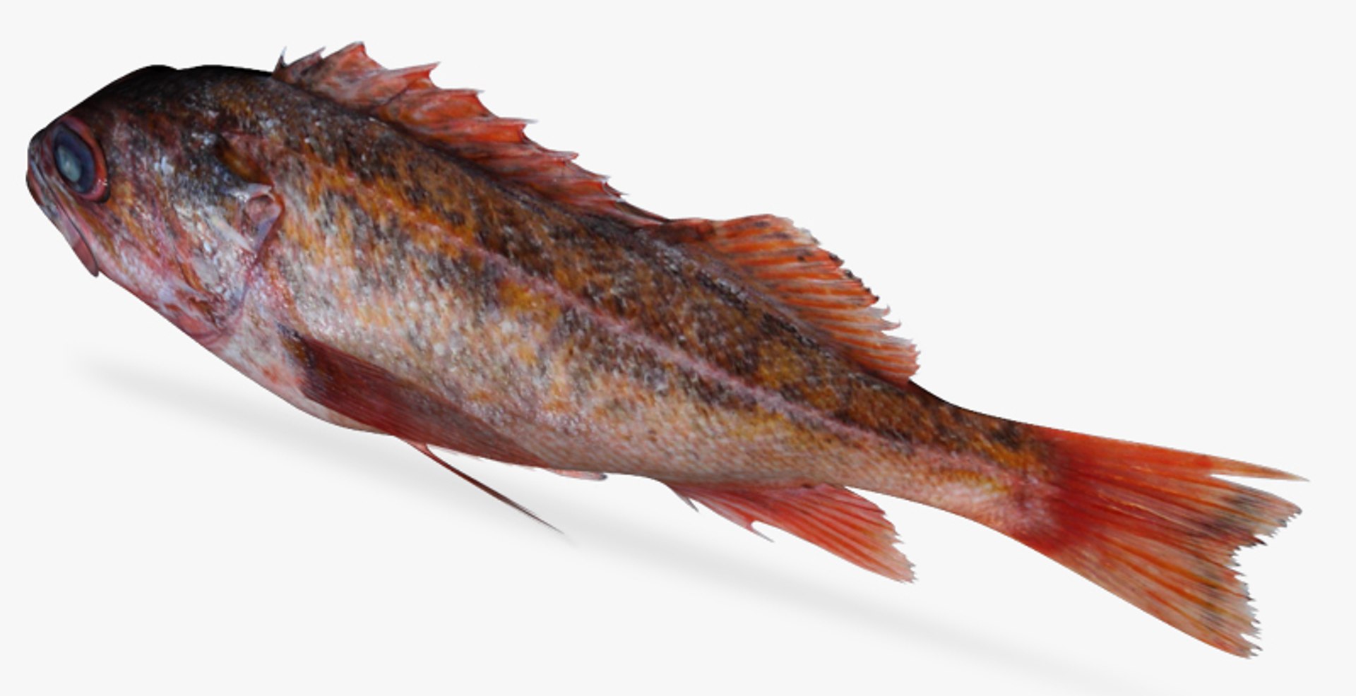 3d Model Of Vermillion Rockfish