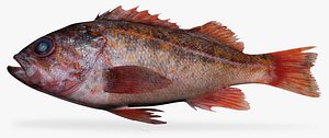 VermillionRockfish