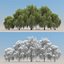 3d model 5 willow tree