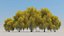 3d model 5 willow tree