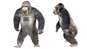 3D Gorilla Animated blender