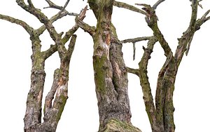Old Forest 3 ULTRA HD