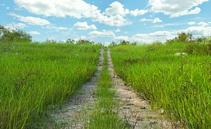 Path Meadow Landscape