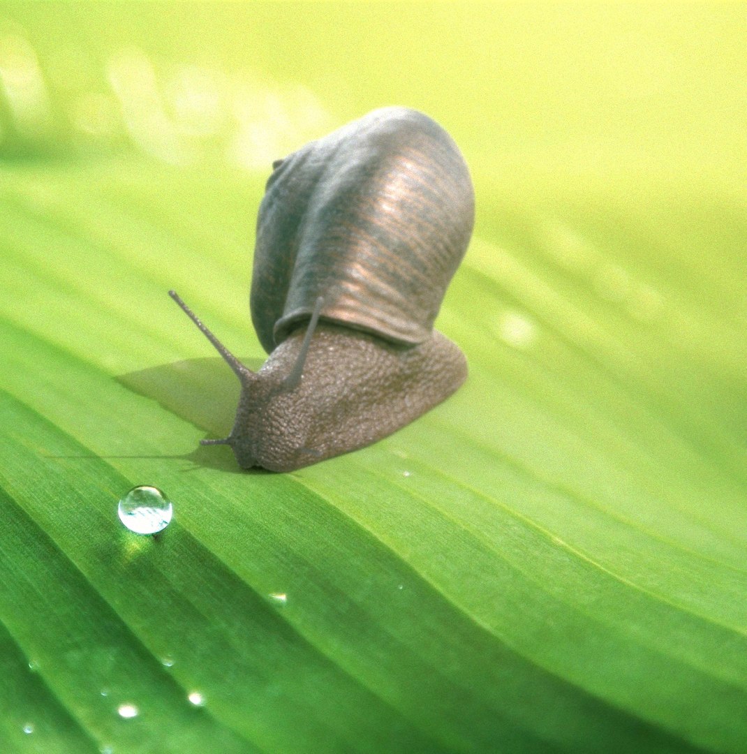 3D Model Snail Slug Animation - TurboSquid 1334650