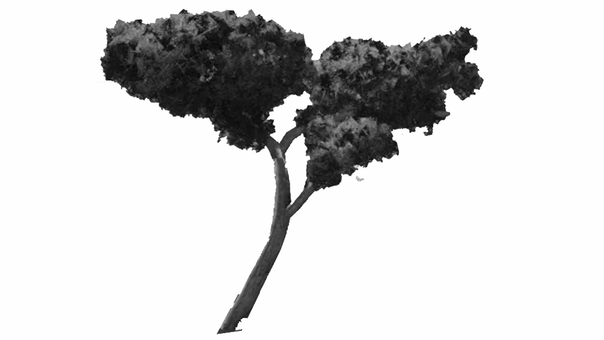 Pine For Italian Landscape 3D - TurboSquid 2322932