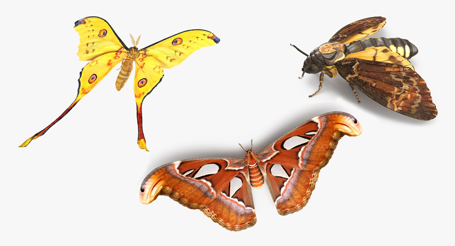 Moths Rigged Collection for Cinema 4D 3D model preview