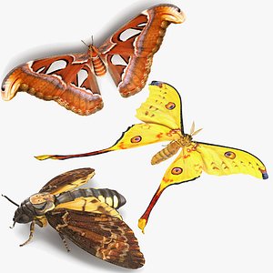 moths rigged 3D model