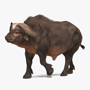 African Buffalo Walking Pose with Fur