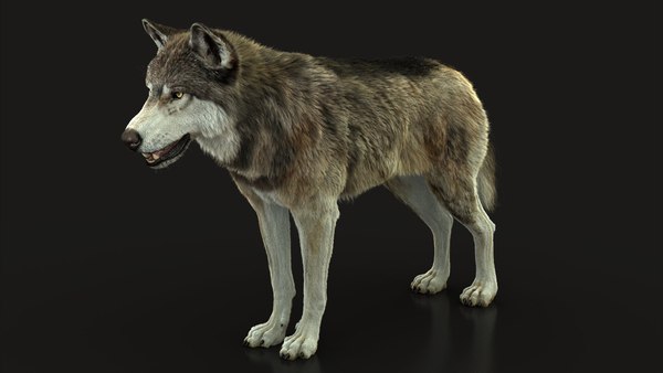 Wolf rigged 4 fur 3D model - TurboSquid 1477087