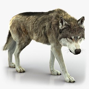 Wolf (4) (RIG) (FUR)