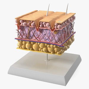 Anatomical Visualization of Aging Skin Structure on Stand