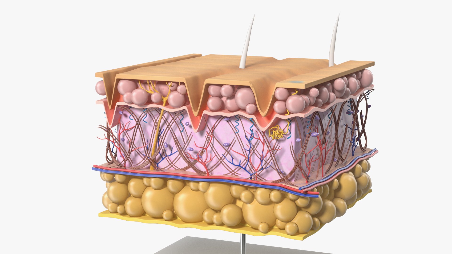 3D Anatomical Visualization of Aging Skin Structure on Stand model https://p.turbosquid.com/ts-thumb/5c/Xf0z7x/5q/anatomical_visualization_of_aging_skin_structure_on_stand_006/jpg/1762302076/1920x1080/fit_q87/c356125a8c4660af6b14b37651d2f9bb396989f4/anatomical_visualization_of_aging_skin_structure_on_stand_006.jpg
