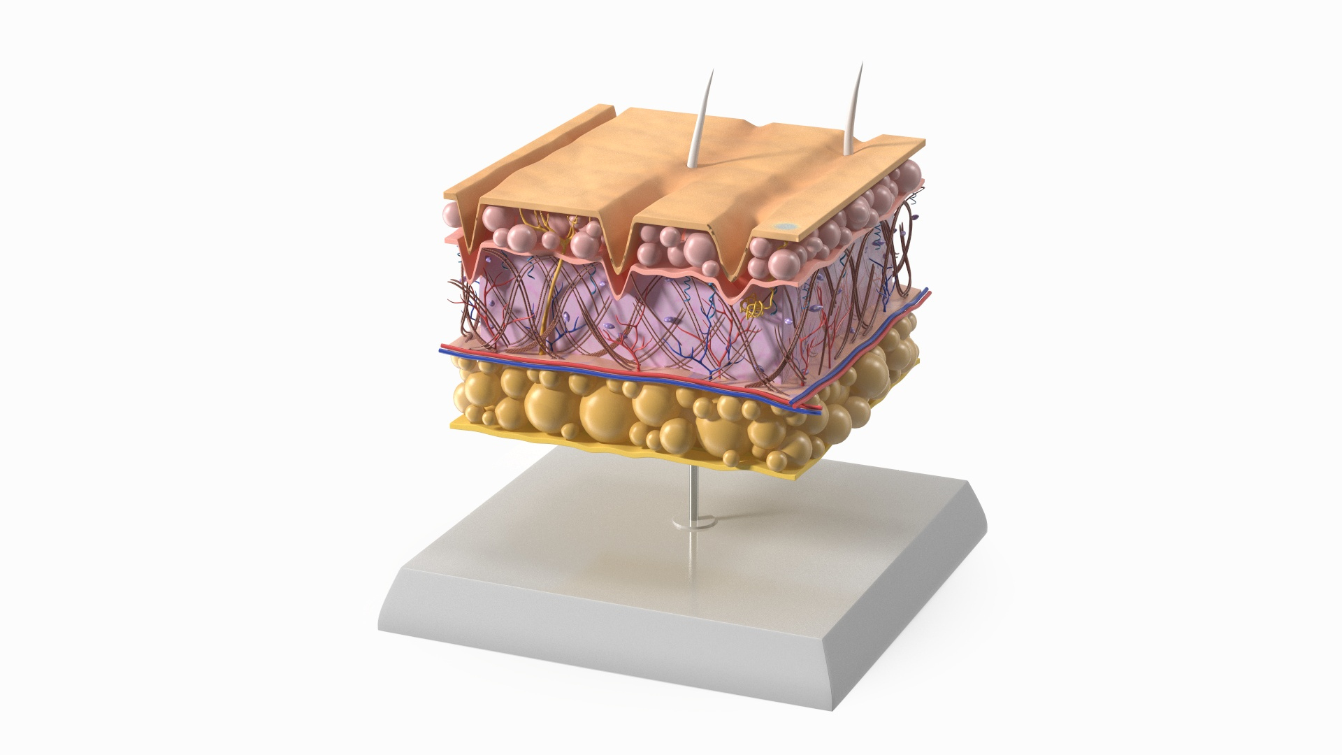 3D Anatomical Visualization of Aging Skin Structure on Stand model https://p.turbosquid.com/ts-thumb/5c/Xf0z7x/Pe/anatomical_visualization_of_aging_skin_structure_on_stand_360/jpg/1762301983/1920x1080/turn_fit_q99/9a4ae0f50c60e62fddec6e52de1ade675cd6a518/anatomical_visualization_of_aging_skin_structure_on_stand_360-1.jpg