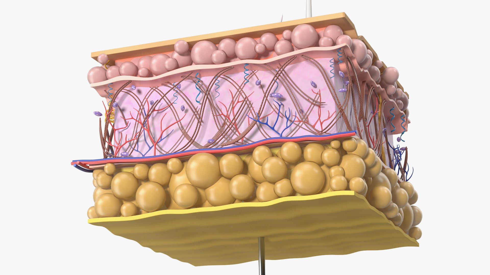 3D Anatomical Visualization of Aging Skin Structure on Stand model https://p.turbosquid.com/ts-thumb/5c/Xf0z7x/sg/anatomical_visualization_of_aging_skin_structure_on_stand_007/jpg/1762302079/1920x1080/fit_q87/558341f1262e5c0986eada4d88799442ba5f4ba7/anatomical_visualization_of_aging_skin_structure_on_stand_007.jpg