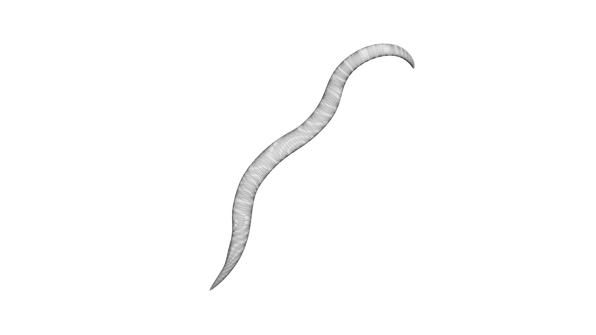 Roundworm Ascaris Lumbricoides 3D Model - TurboSquid 1843856