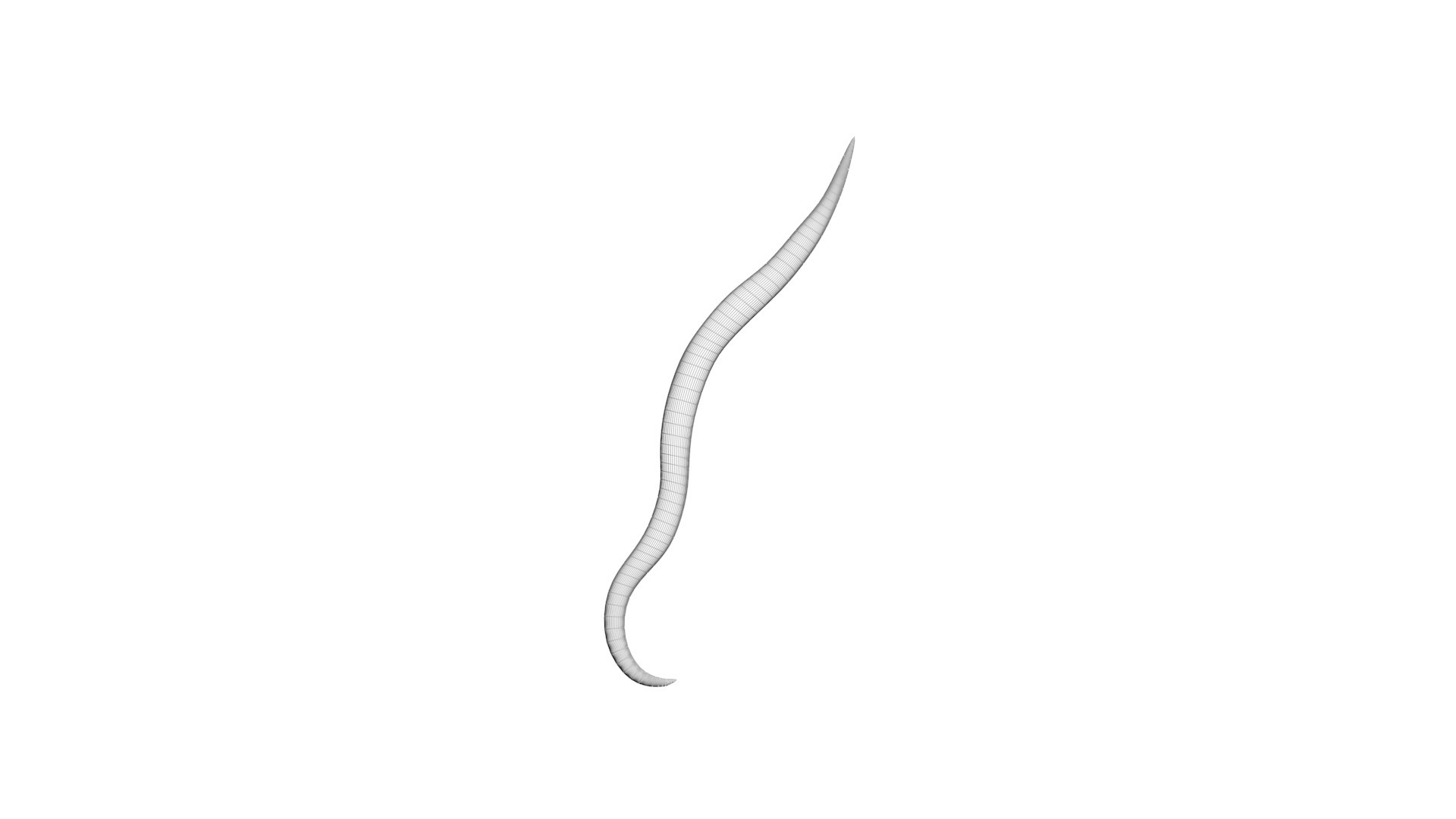 Roundworm Ascaris Lumbricoides 3D Model - TurboSquid 1843856