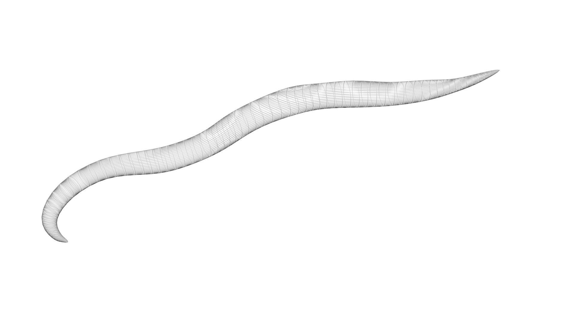 Roundworm Ascaris Lumbricoides 3D Model - TurboSquid 1843856