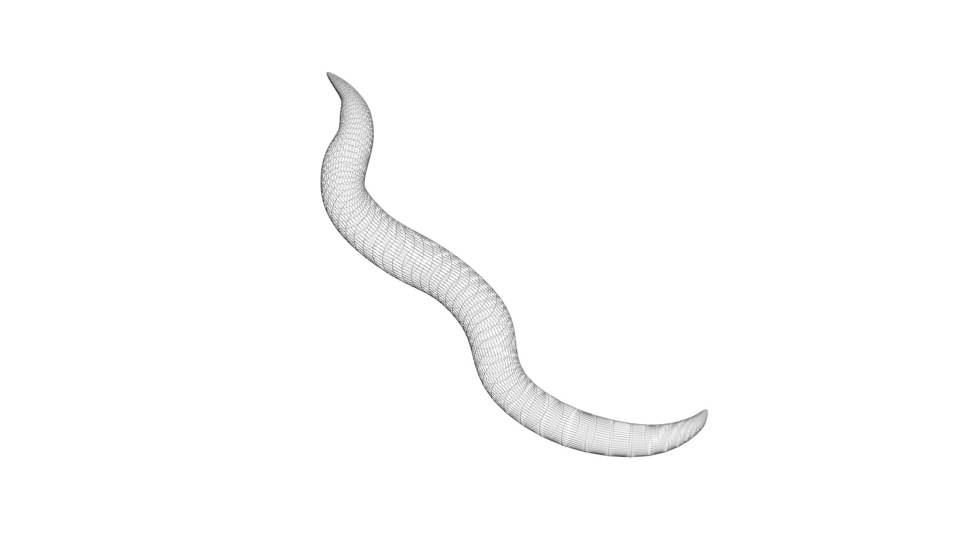 Roundworm Ascaris Lumbricoides 3D Model - TurboSquid 1843856