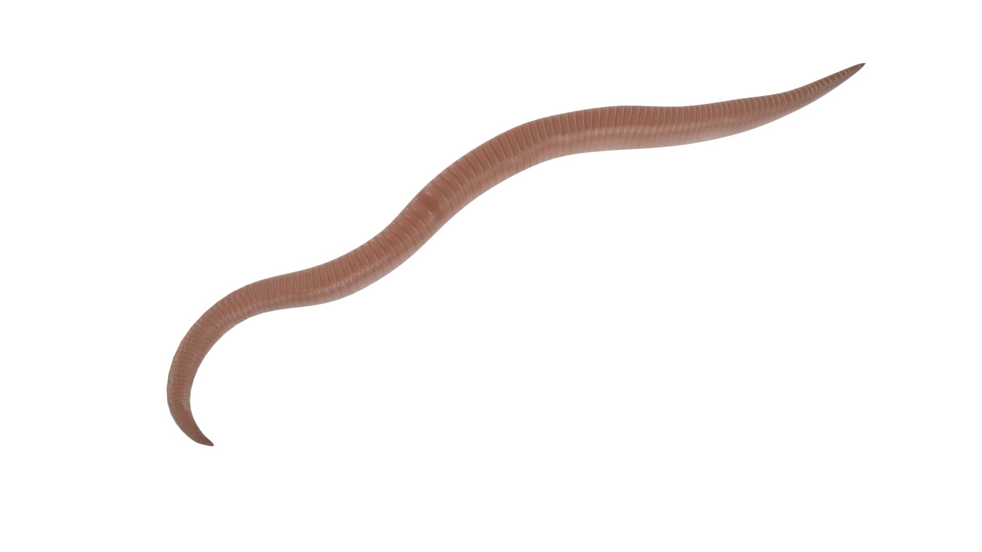 Roundworm Ascaris Lumbricoides 3D Model - TurboSquid 1843856