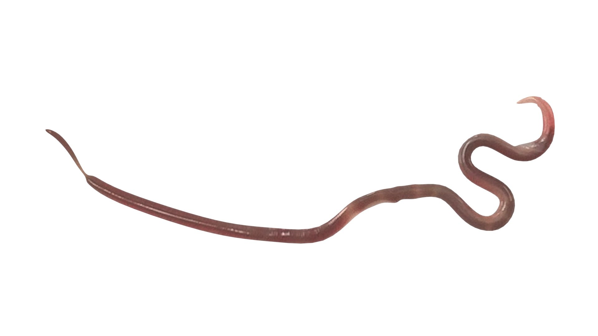 Roundworm Ascaris Lumbricoides 3D Model - TurboSquid 1843856