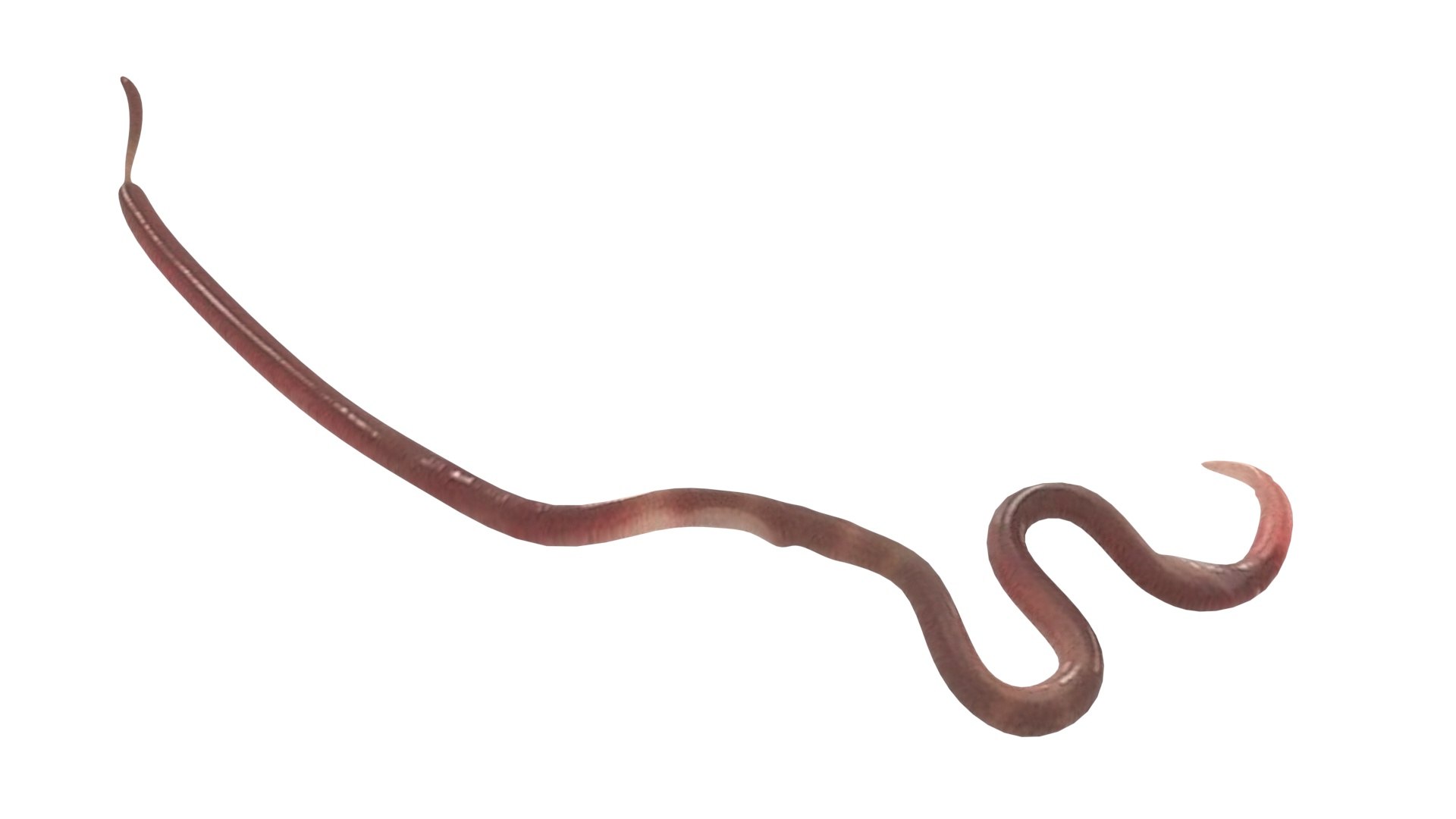 Roundworm Ascaris Lumbricoides 3D Model - TurboSquid 1843856