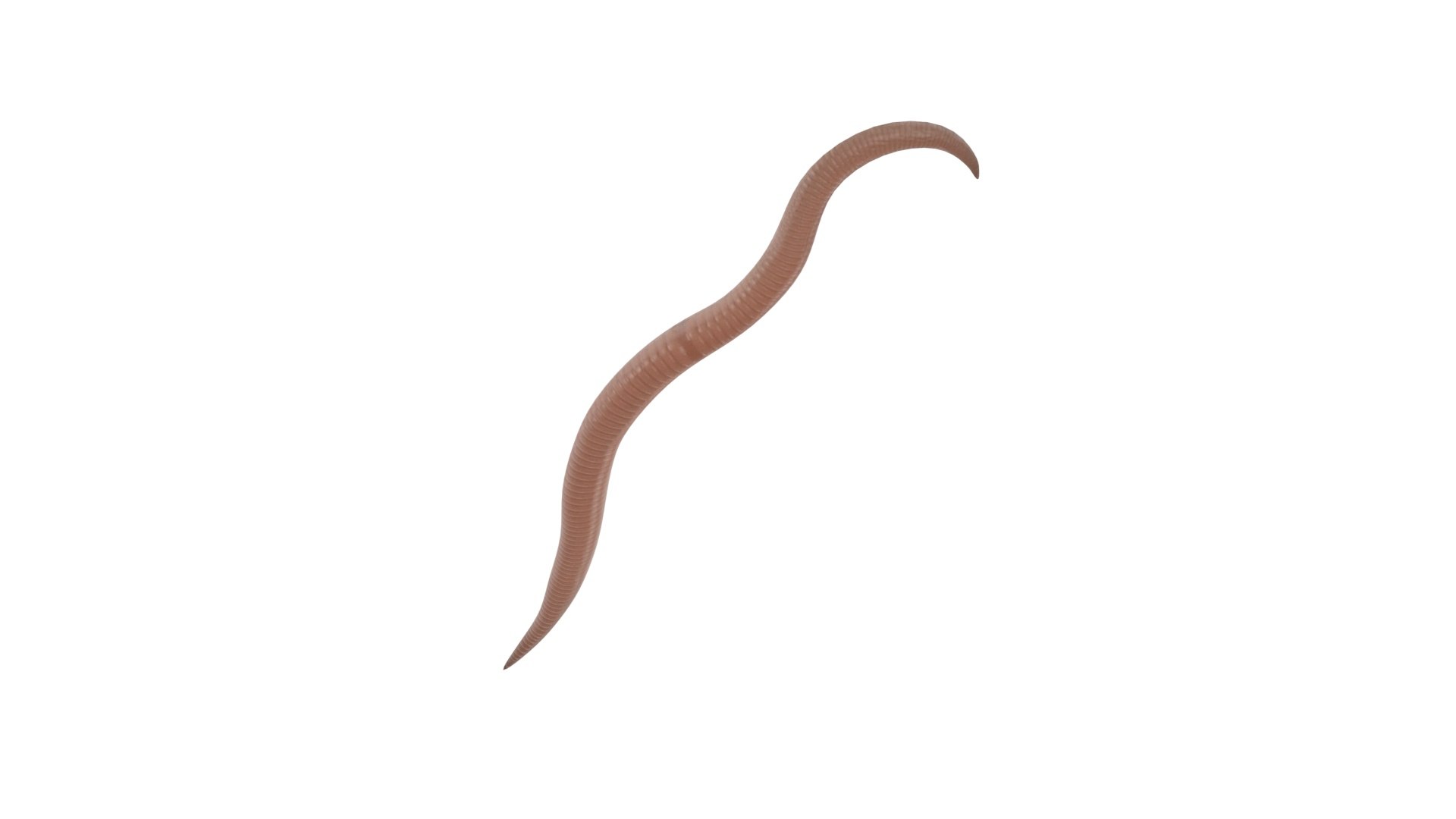 Roundworm Ascaris Lumbricoides 3D Model - TurboSquid 1843856