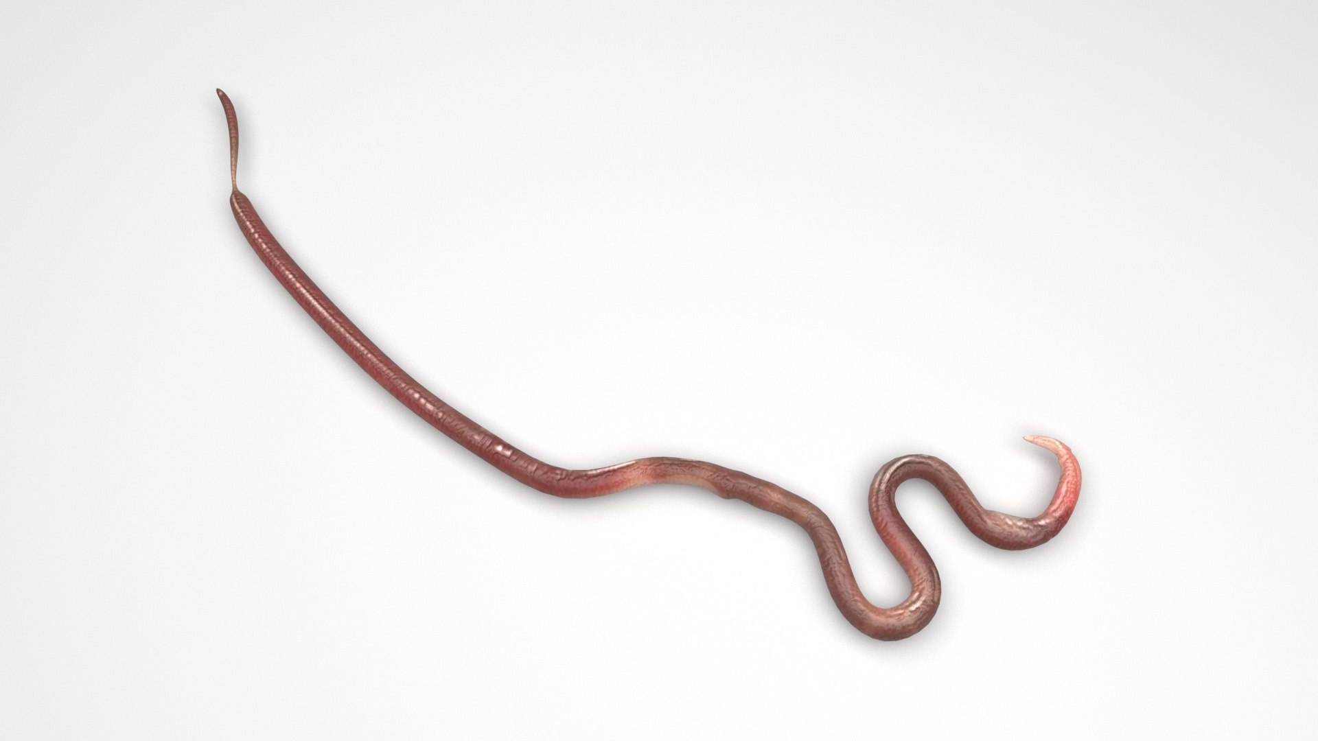 Roundworm Ascaris Lumbricoides 3D Model - TurboSquid 1843856