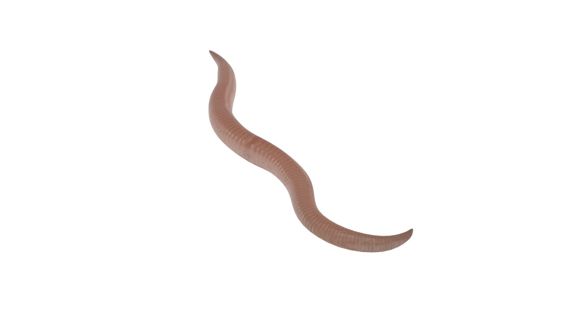 Roundworm Ascaris Lumbricoides 3D Model - TurboSquid 1843856