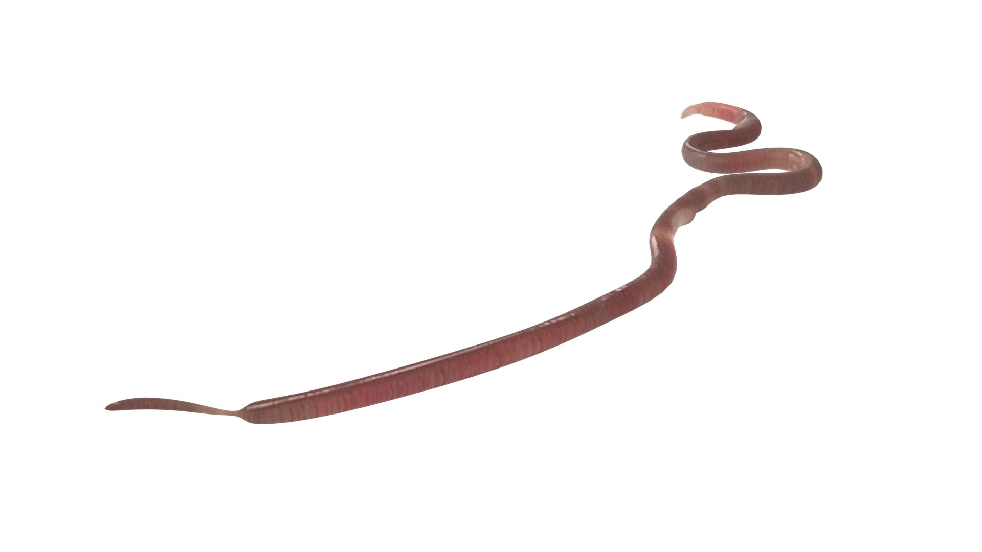 Roundworm Ascaris Lumbricoides 3D Model - TurboSquid 1843856