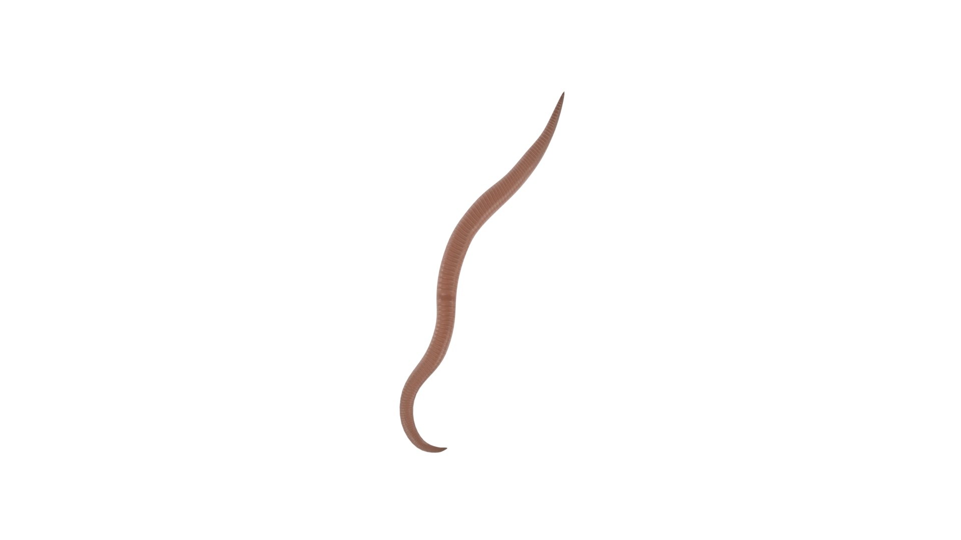 Roundworm Ascaris Lumbricoides 3D Model - TurboSquid 1843856