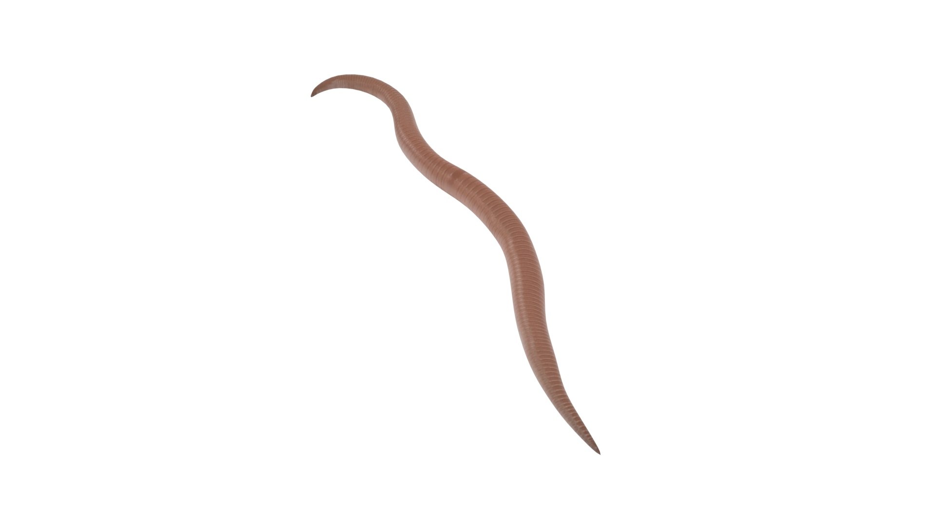 Roundworm Ascaris Lumbricoides 3D Model - TurboSquid 1843856