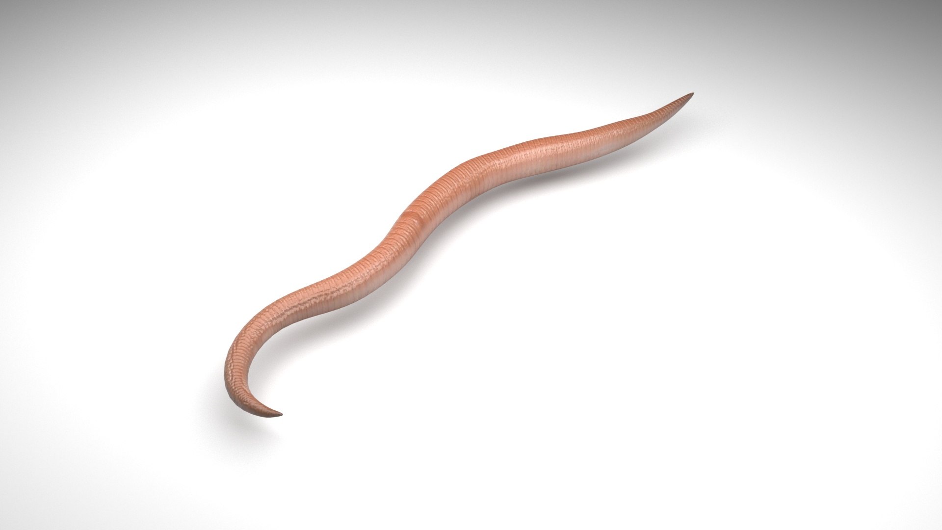 Roundworm Ascaris Lumbricoides 3D Model - TurboSquid 1843856