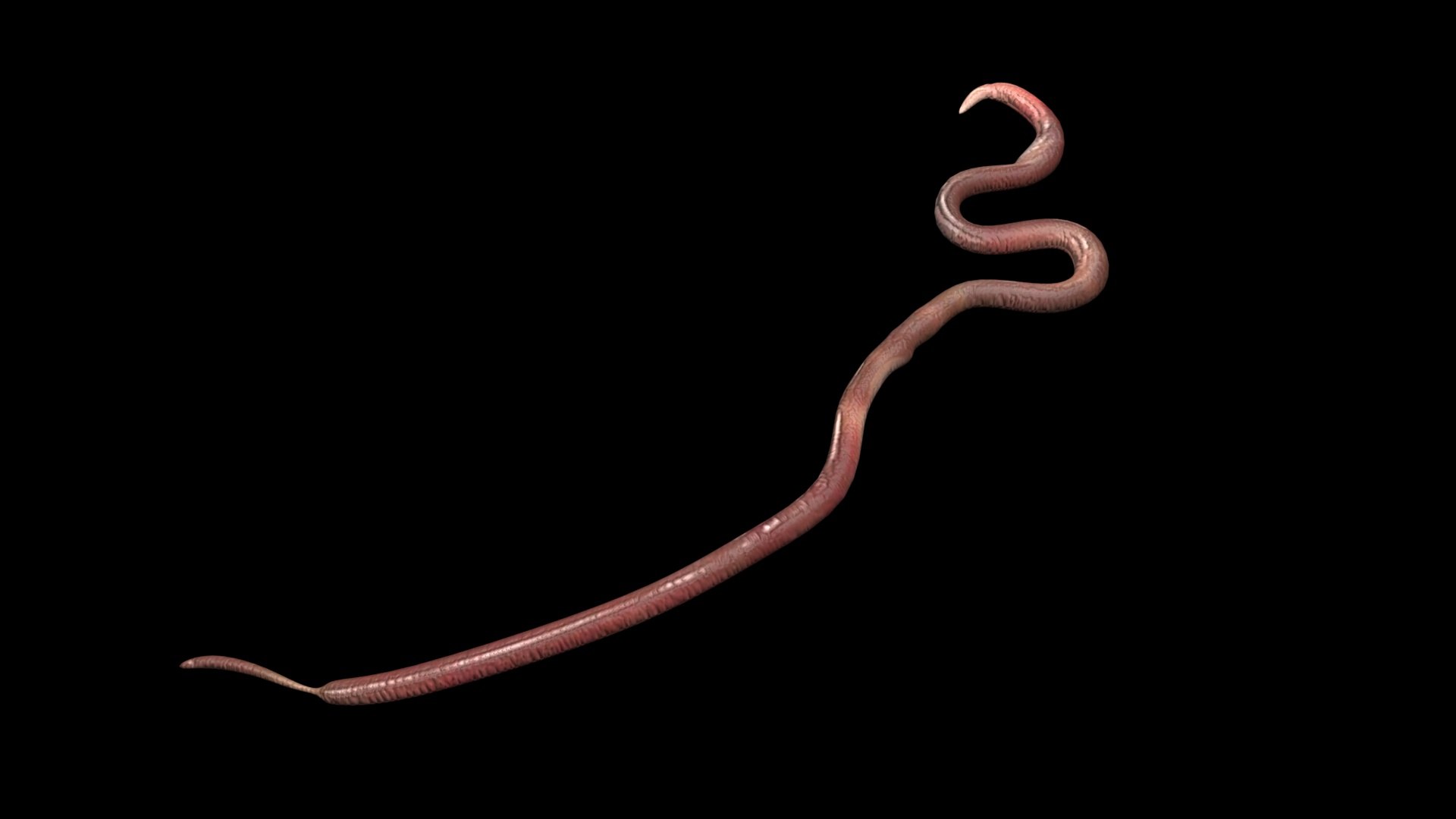 Roundworm Ascaris Lumbricoides 3D Model - TurboSquid 1843856