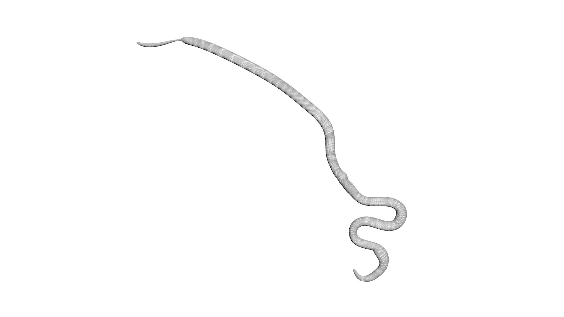 Roundworm Ascaris Lumbricoides 3D Model - TurboSquid 1843856