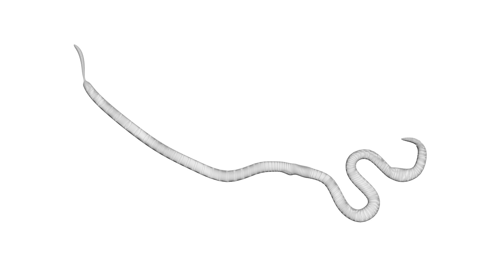 Roundworm Ascaris Lumbricoides 3D Model - TurboSquid 1843856