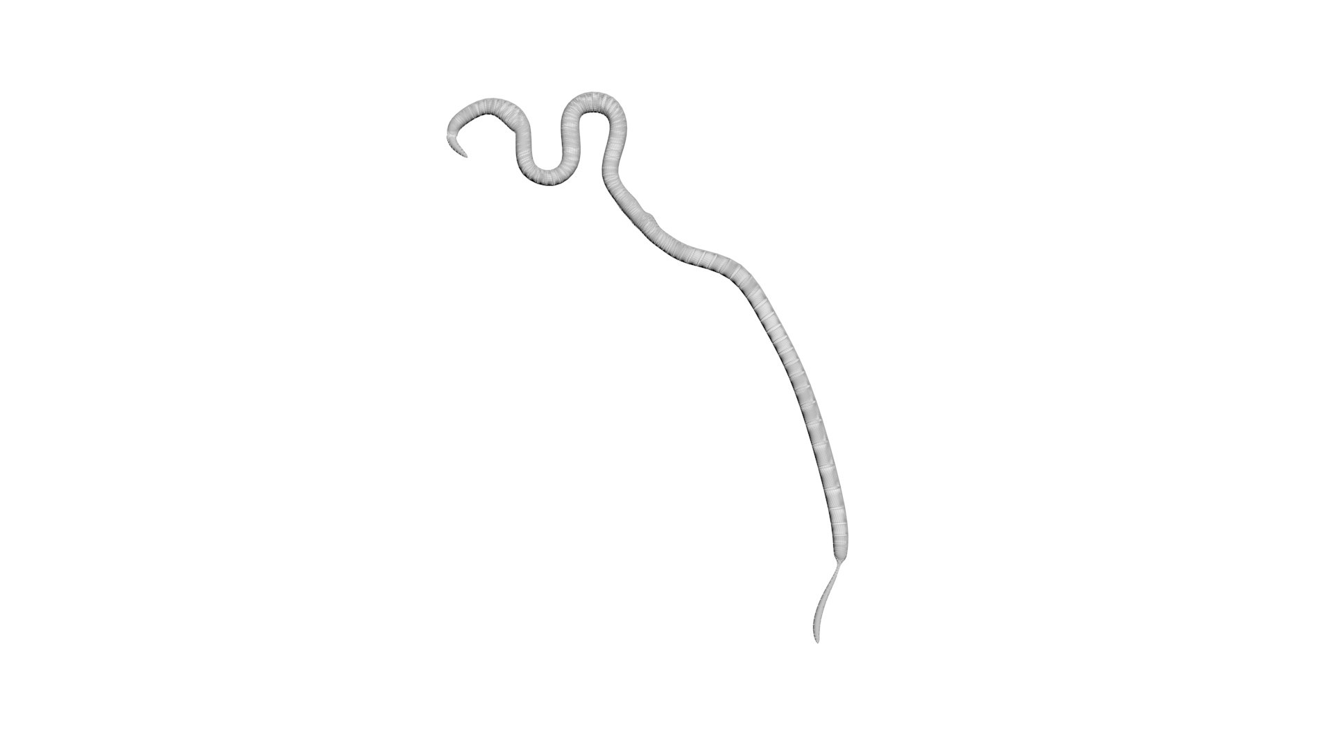 Roundworm Ascaris Lumbricoides 3D Model - TurboSquid 1843856