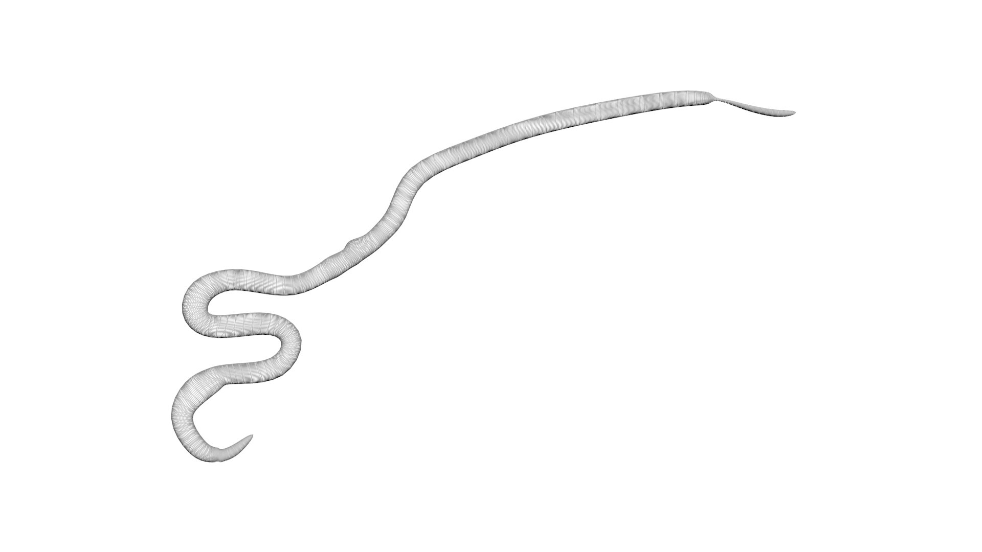 Roundworm Ascaris Lumbricoides 3D Model - TurboSquid 1843856