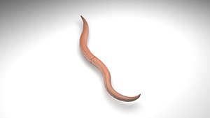 Roundworm Ascaris Lumbricoides 3D model