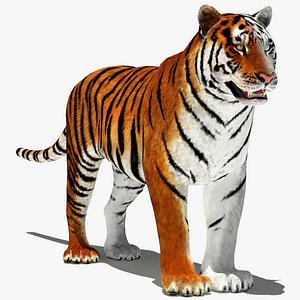 tiger white natural max