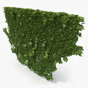 3D ivy plant nature