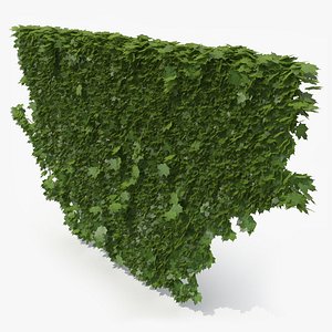 Ivy_P2_05
