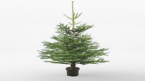 Norway spruce
