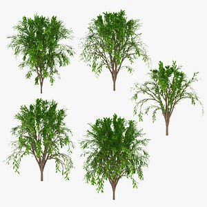 Tree Collection model