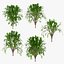 Tree Collection