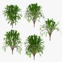 Tree Collection